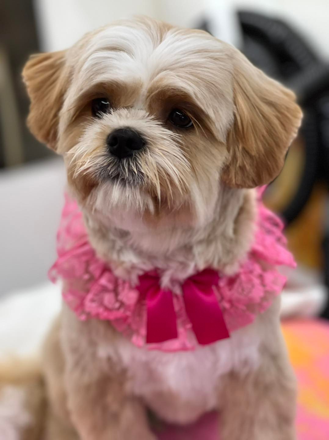 Featherer Pet Grooming, Inc.