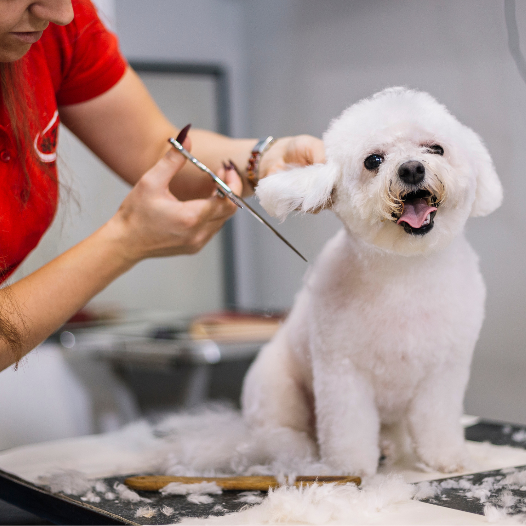 Pet barber online